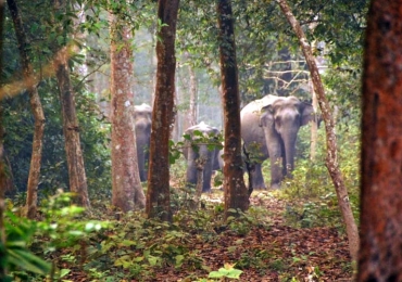 Chilapata Gorumara Tour Package