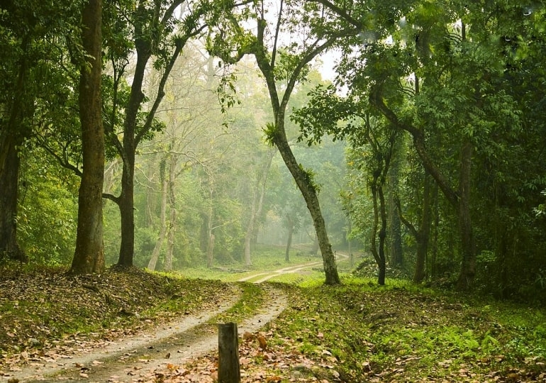 Chilapata Tour Package photo 1