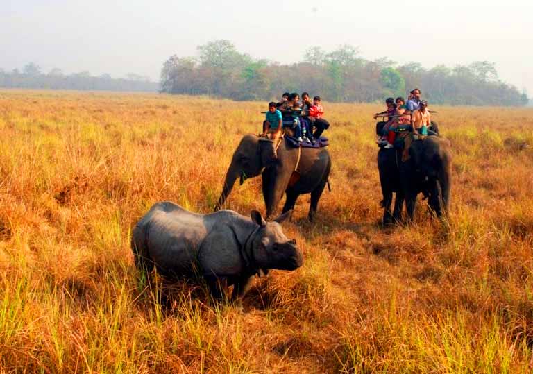 Elephant Riding at Jaldapara