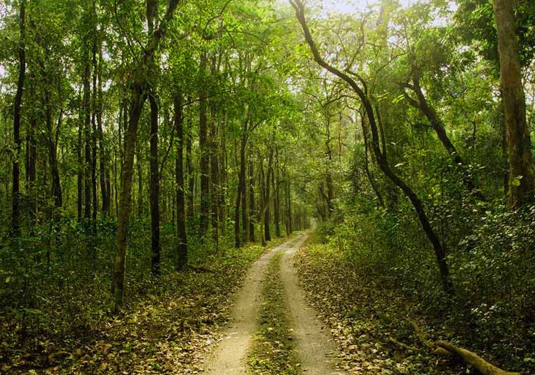Jungle Safari at Buxa Jayanti