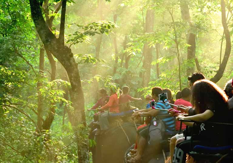 Jungle safari at Jaldapara